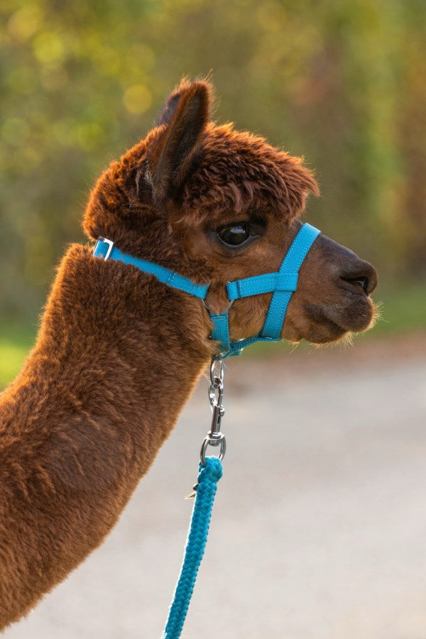Produkter alpaca grime blå