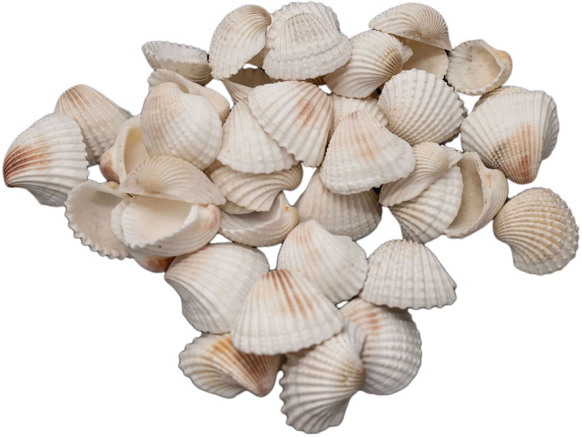 Farvning - Grote Ark Schelpen, 500 gram