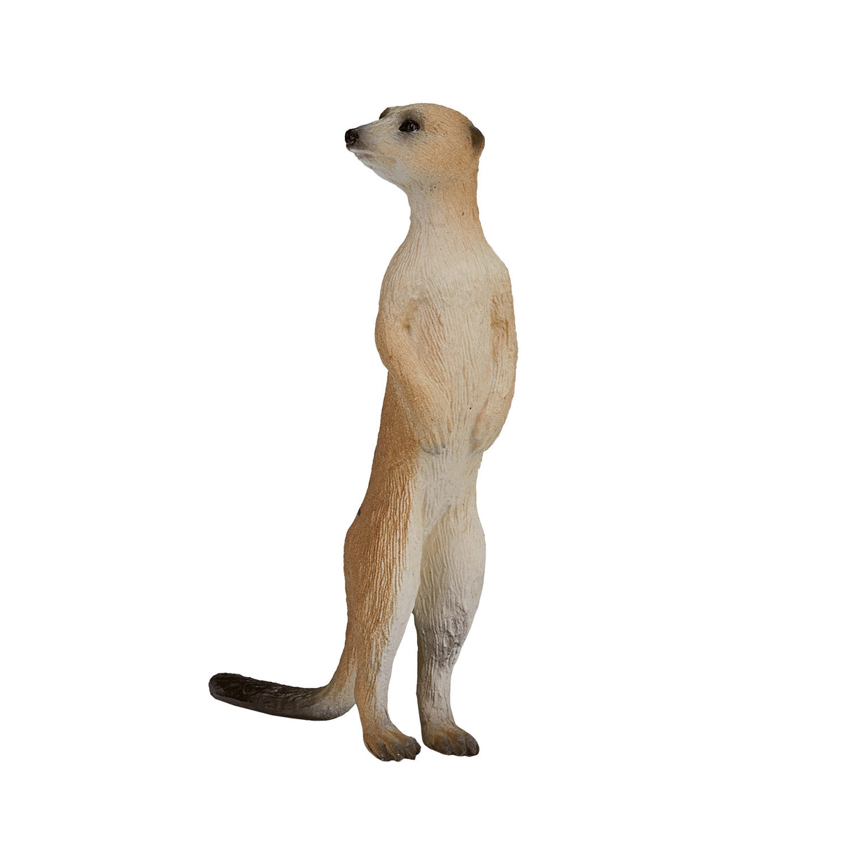 Mojo dyrelivsmeerkat - 387125