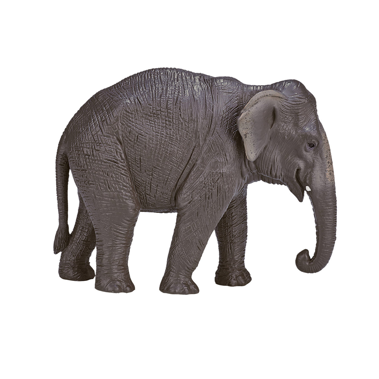 Mojo dyreliv asiatisk elefant - 387266