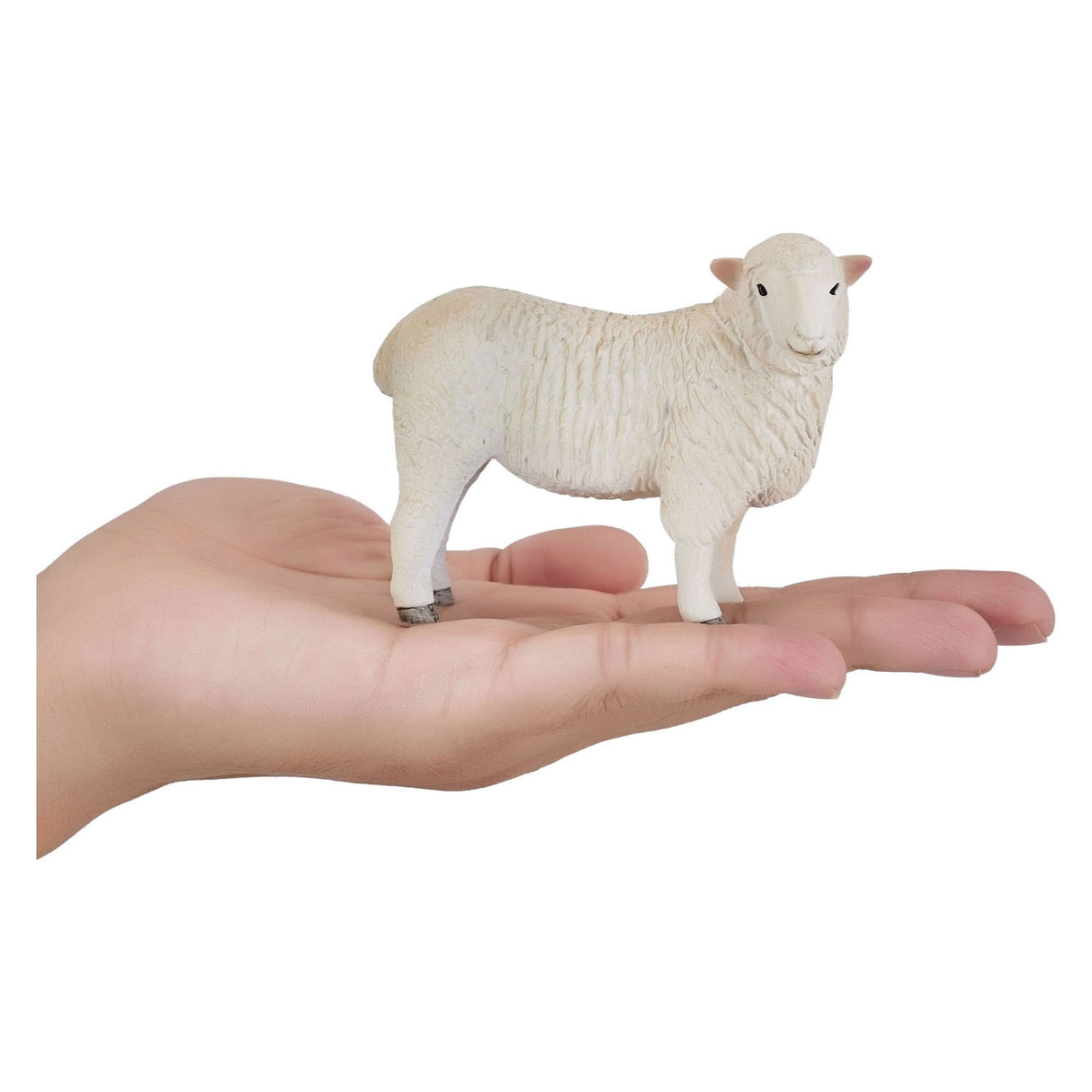 Mojo landbrugsjord Romney Schaap Ooi - 381064