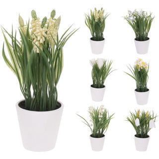 Nampook plante i potte 6 assorteret | 6 stk