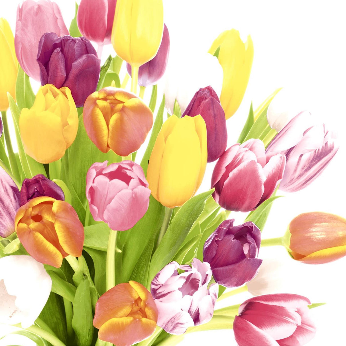 Duni servietter smukke tulipaner 33x33cm