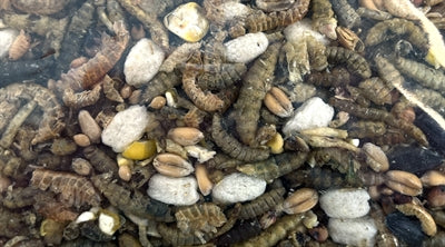 Utopia Strooivoos med insekter
