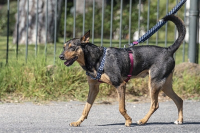 Morso hundesele h-sele genbrugt power flow sort