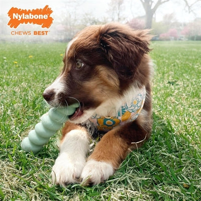 Nylabone hvalp taktil stick jordnøddesmag