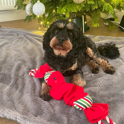 Happy pet top n tail ropee julekiks rød