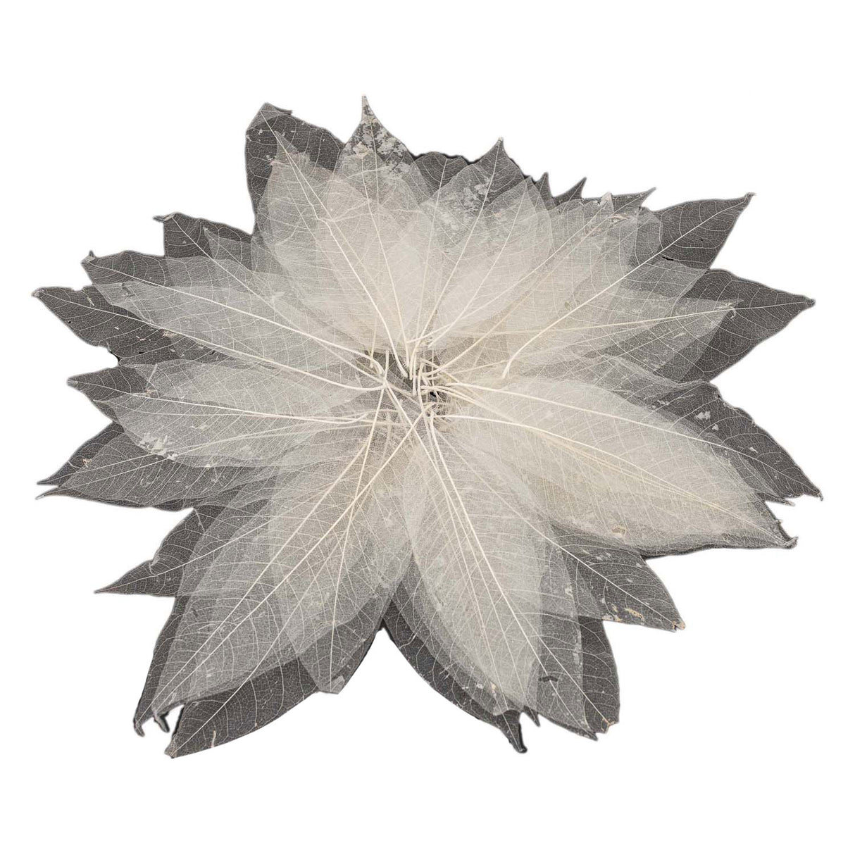 Magnolia bladskeletter, 50 stk.