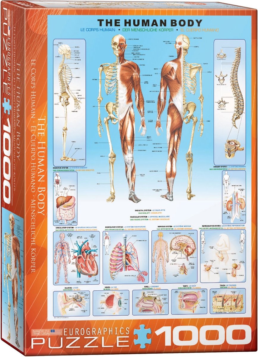 Eurographics - den menneskelige krop - 1000 brikker 48×68cm (b×h) - puslespil