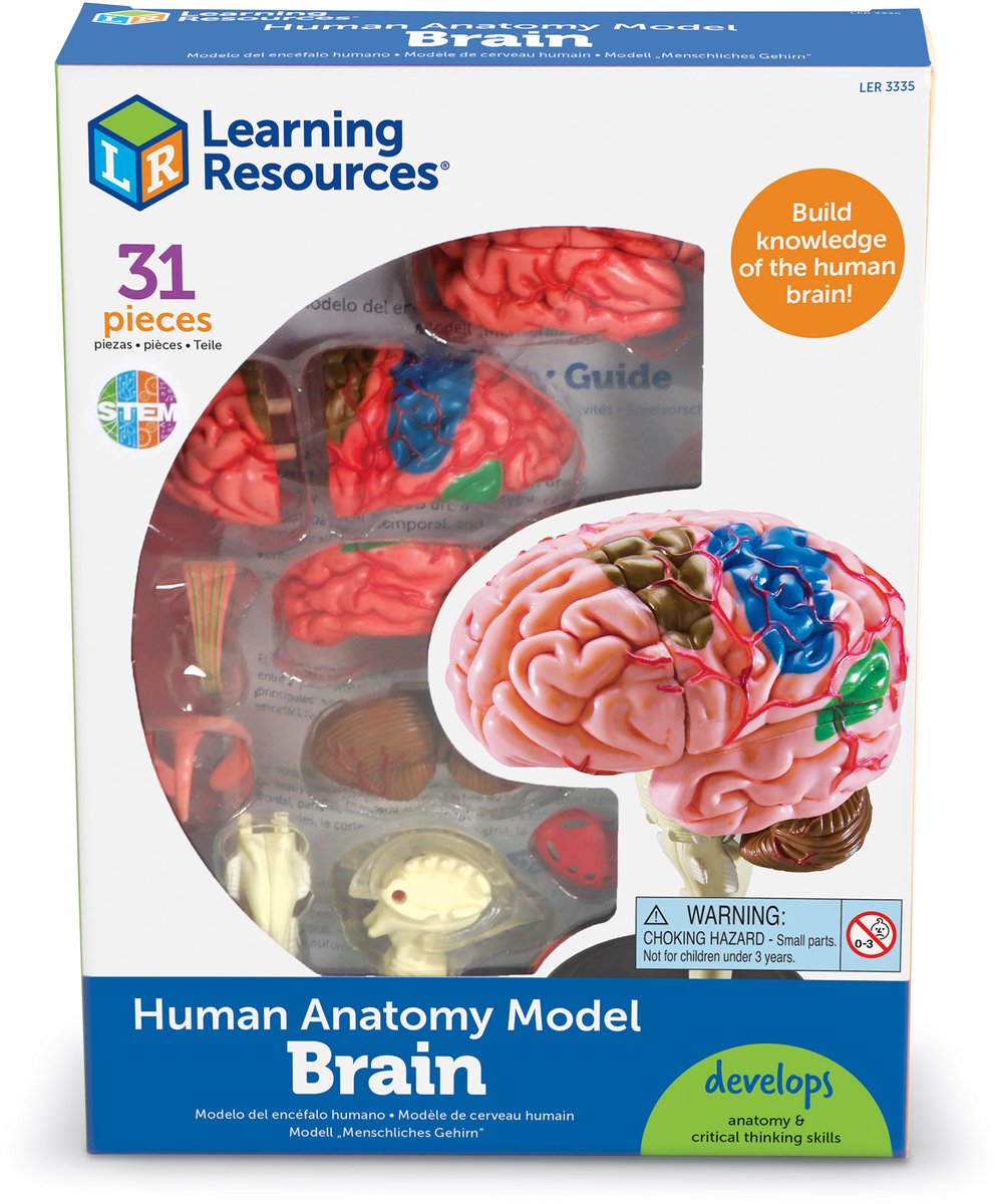 Læringsressourcer anatomi model - hjerne - 3+