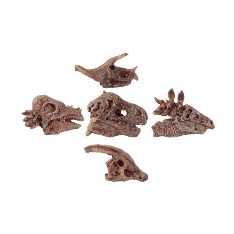 Rawr dinosaurus kranie fossil gravningssæt