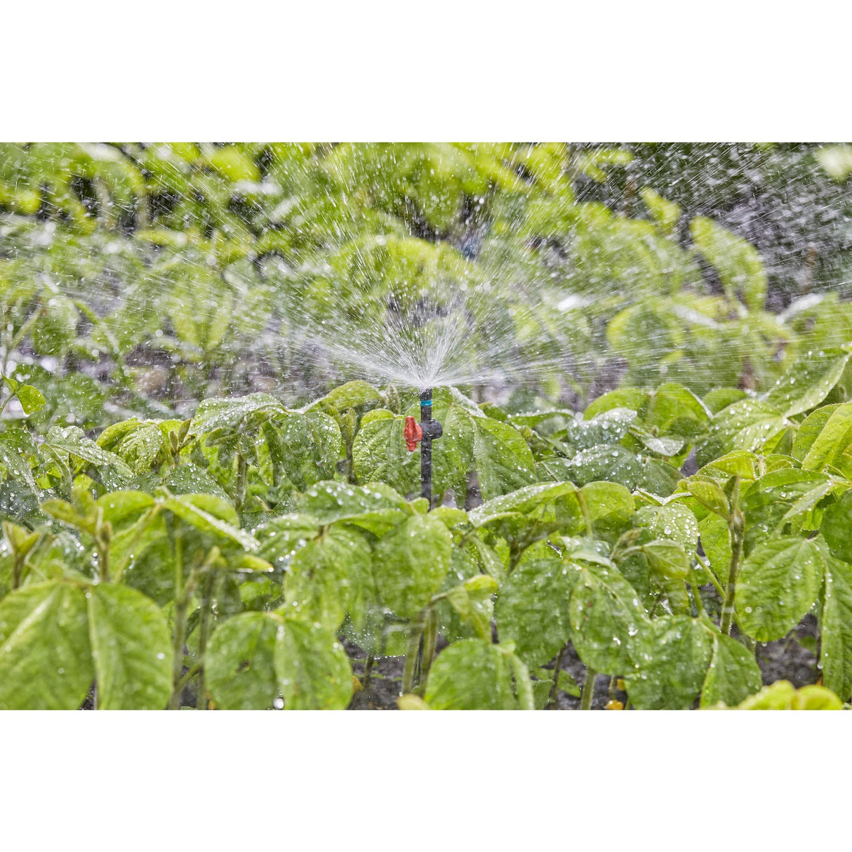 Gardena sprinkler 360° (sort turkis, 5 stk.)