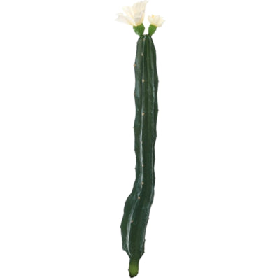 Kaktus med blomst hvid grøn 35 cm | 24 stk