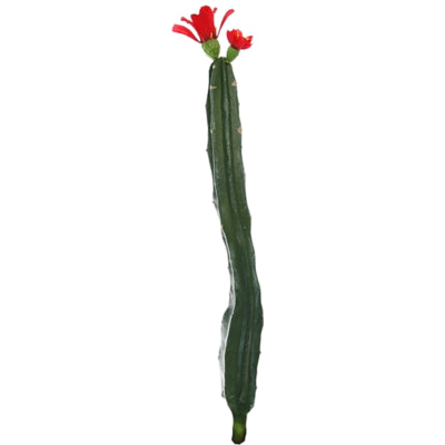 Kaktus med blomst rød grøn 35 cm | 24 stk