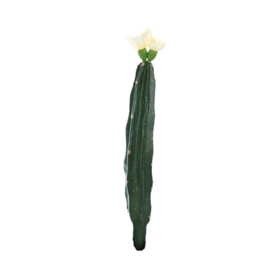Kaktus med blomst hvid grøn 23 cm | 24 stk