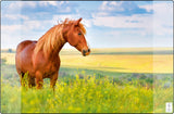 Kangaro skrivebordsunderlag - 38x58cm - hest - skridsikker - med lommer - k-0014d117