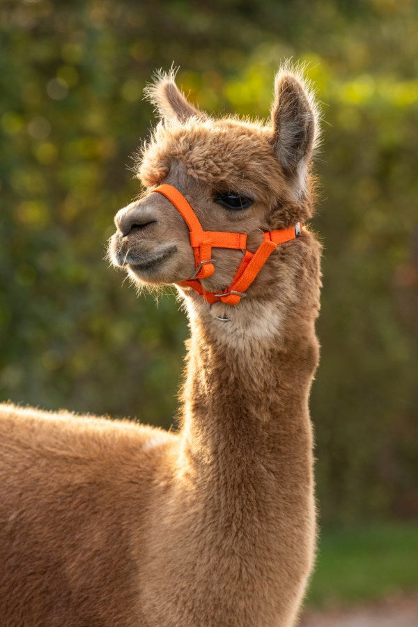 Produkter alpaca grime orange
