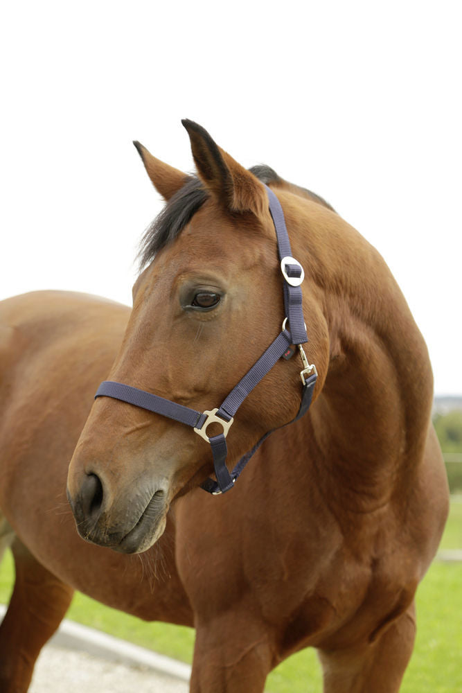 Abi produkter flodhest grime navy 00 foalmini shetland