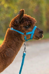 Produkter alpaca grime blå