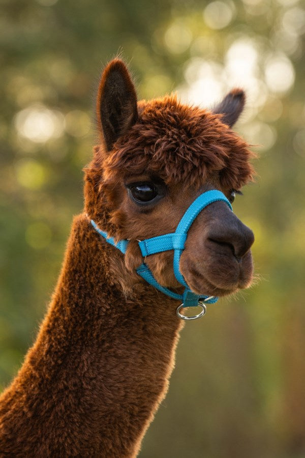 Produkter alpaca grime blå