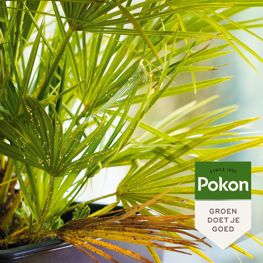 Pokon produkter bio mod vedvarende insekter koncentrat 175ml poly
