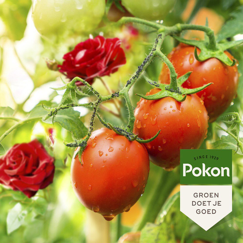Pokon produkter bio mod insekter koncentrat 225ml polysect gyo