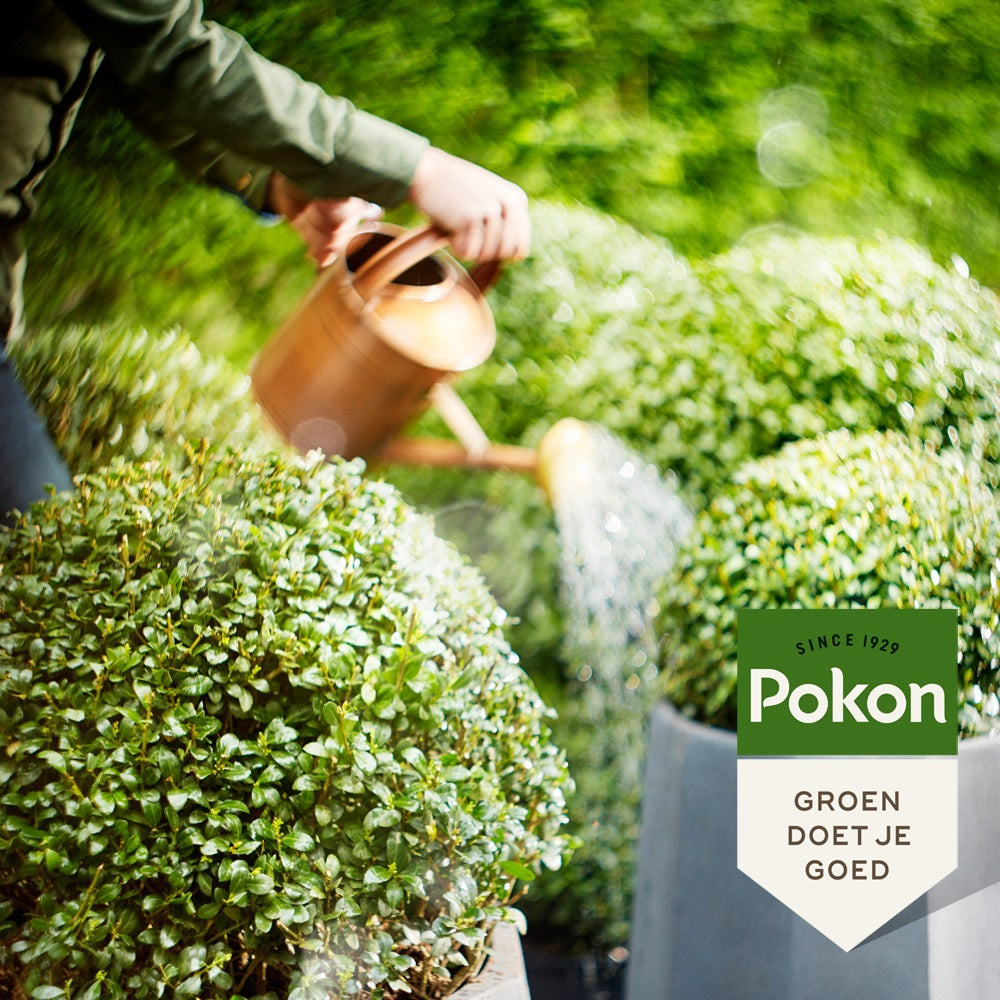 Pokon produkter bio buksbom ilex nutrition 500 ml
