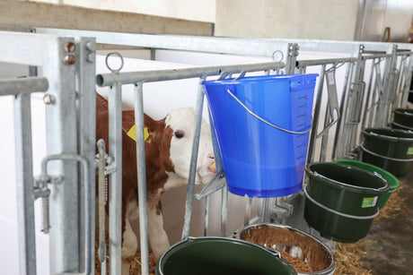 Produkter kalvespand plast fladtrykt bare blå gennemsigtig