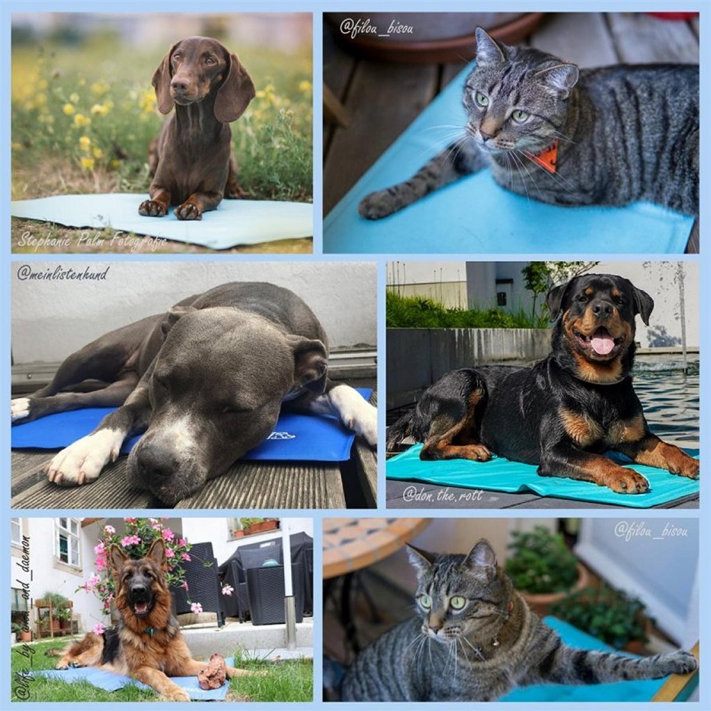 Nosli nosli selvkølende kølemåtte til hunde og katte 50x90 cm havblå