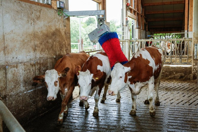 Produkter happycow ko børste maxiswing