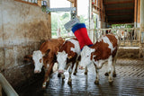 Produkter happycow ko børste maxiswing