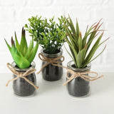 Boltze home sukkulente i potte ã˜10x17cm kunstig plante i glaskrukke
