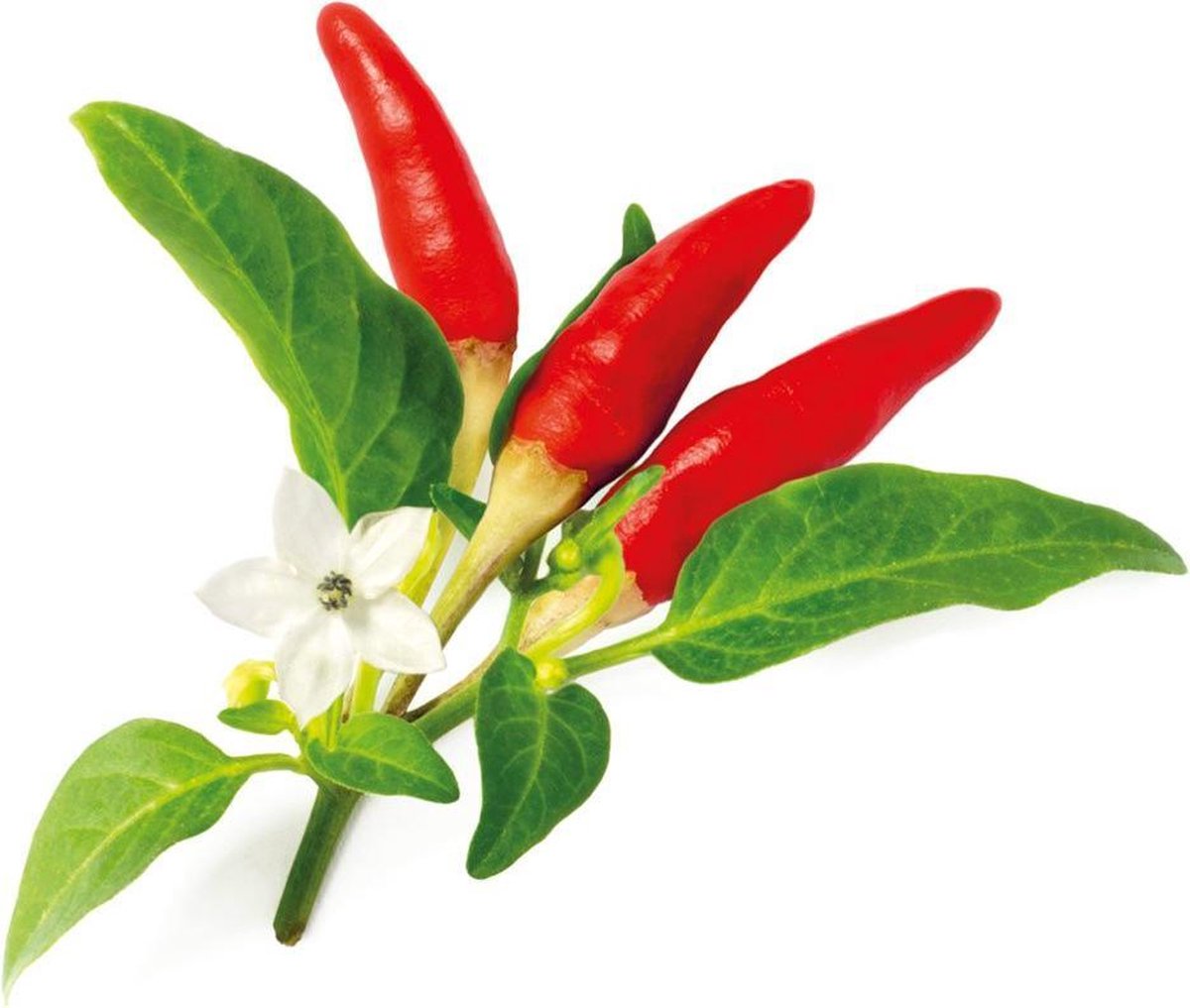 Click grow click grow refill red hot chili pepper 3 stk
