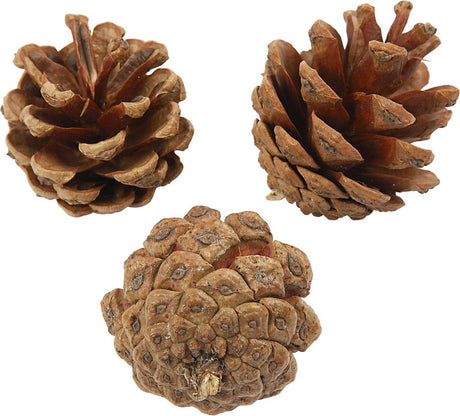 Creativ virksomhed https: www.cchobby.nl fyrrekogler-d-40-mm-ca-60-piece-500-gr-1-doos
