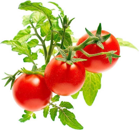Klik og gro klik grow refill tomater 3 stk