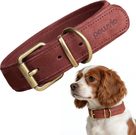 Peluvio rexor – hundehalsbånd i læder – brun – s-m 30,5-38 cm – 3 cm bred – justerbart halsbånd af okselæder – kobberspænde – til små og mellemstore hunde