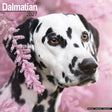 Avonside dalmatier kalender 2027