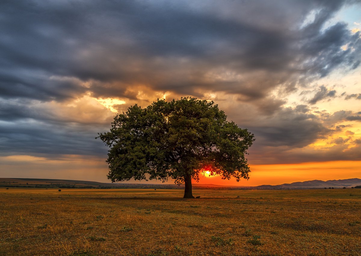 Nyd puslespil puslespil blade formørkelse - 1000 stykker plastik.