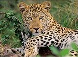 Ravensburger puslespil leopard, 100 stk. xxl