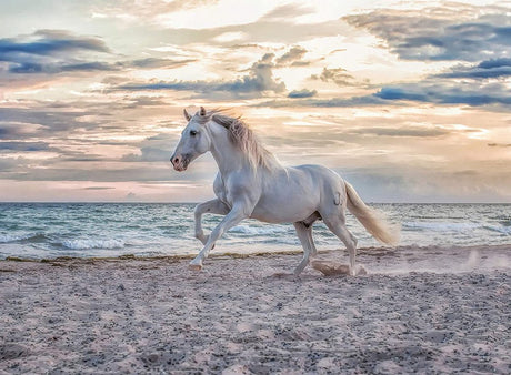 Ravensburger puslespil hest strand - 500 brikker puslespil dyr.
