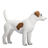 Mojo farmland jack russell terrier - 387286