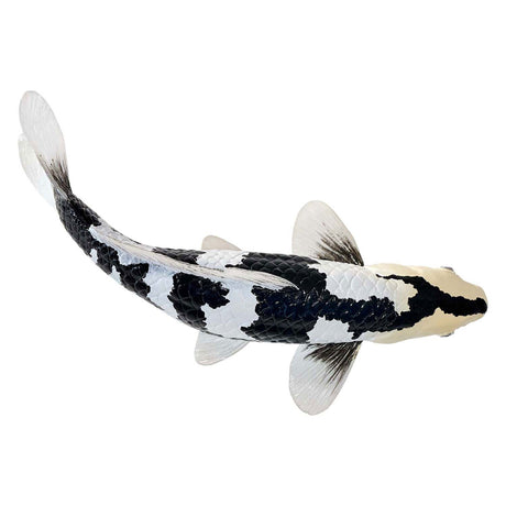 Mojo sealife koi karper - shiro utsuri koi - 381102