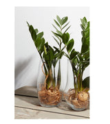 Hakbijl glasvase essentials marian glas ã˜14xh25cm