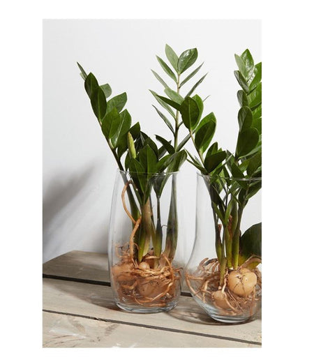Hakbijl glasvase essentials marian glas ã˜14xh25cm