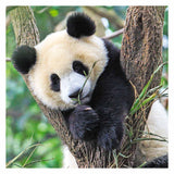 Ravensburger puslespil panda, tiger og løve - puslespil - 3x49 brikker