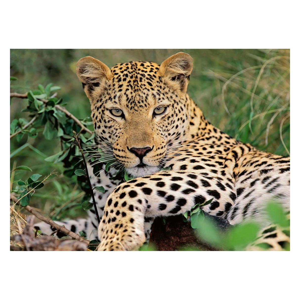 Ravensburger puslespil leopard, 100 stk. xxl