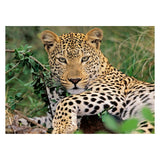 Ravensburger puslespil leopard, 100 stk. xxl
