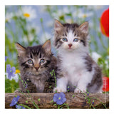 Ravensburger puslespil katte - 3x49 brikker - børnepuslespil