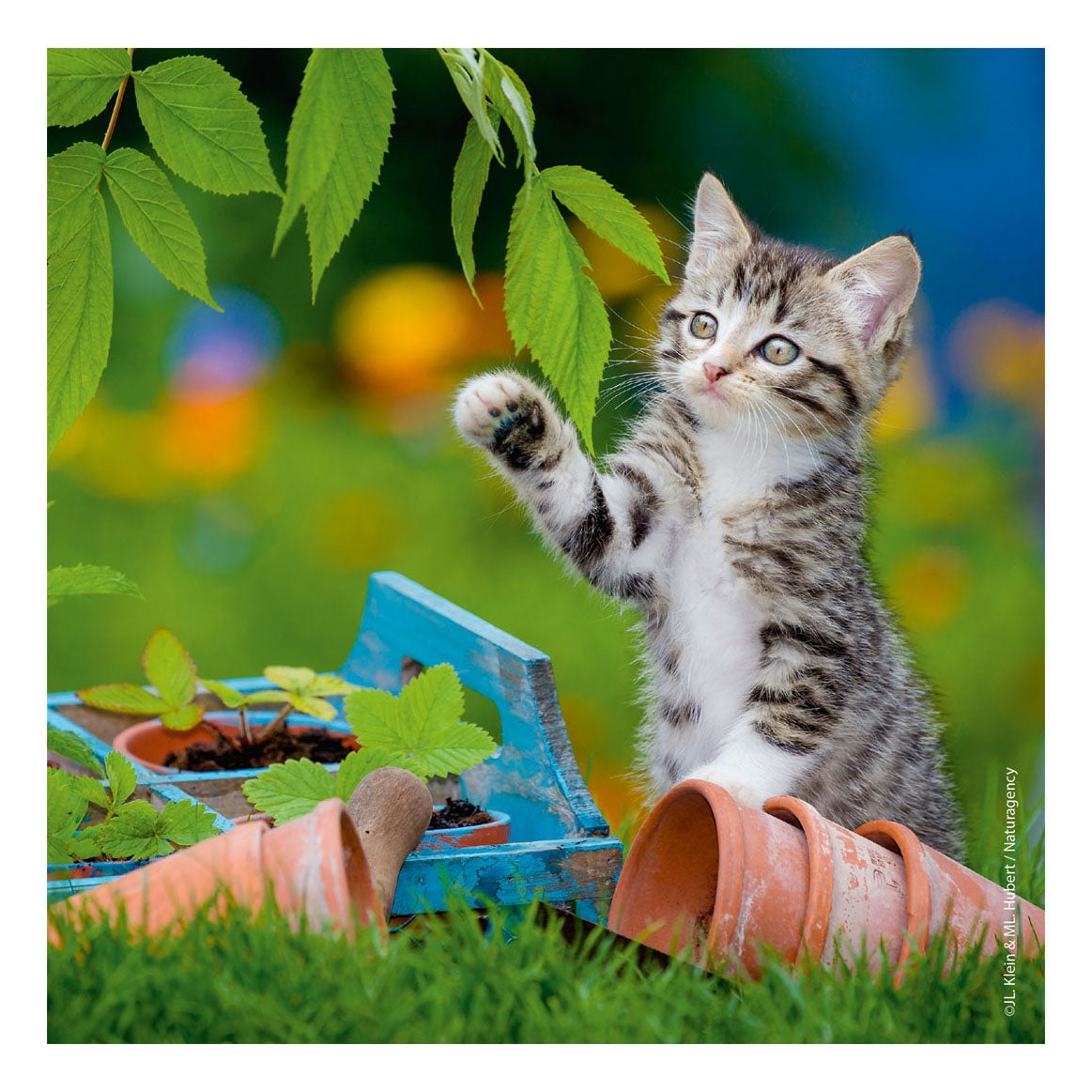 Ravensburger puslespil katte - 3x49 brikker - børnepuslespil