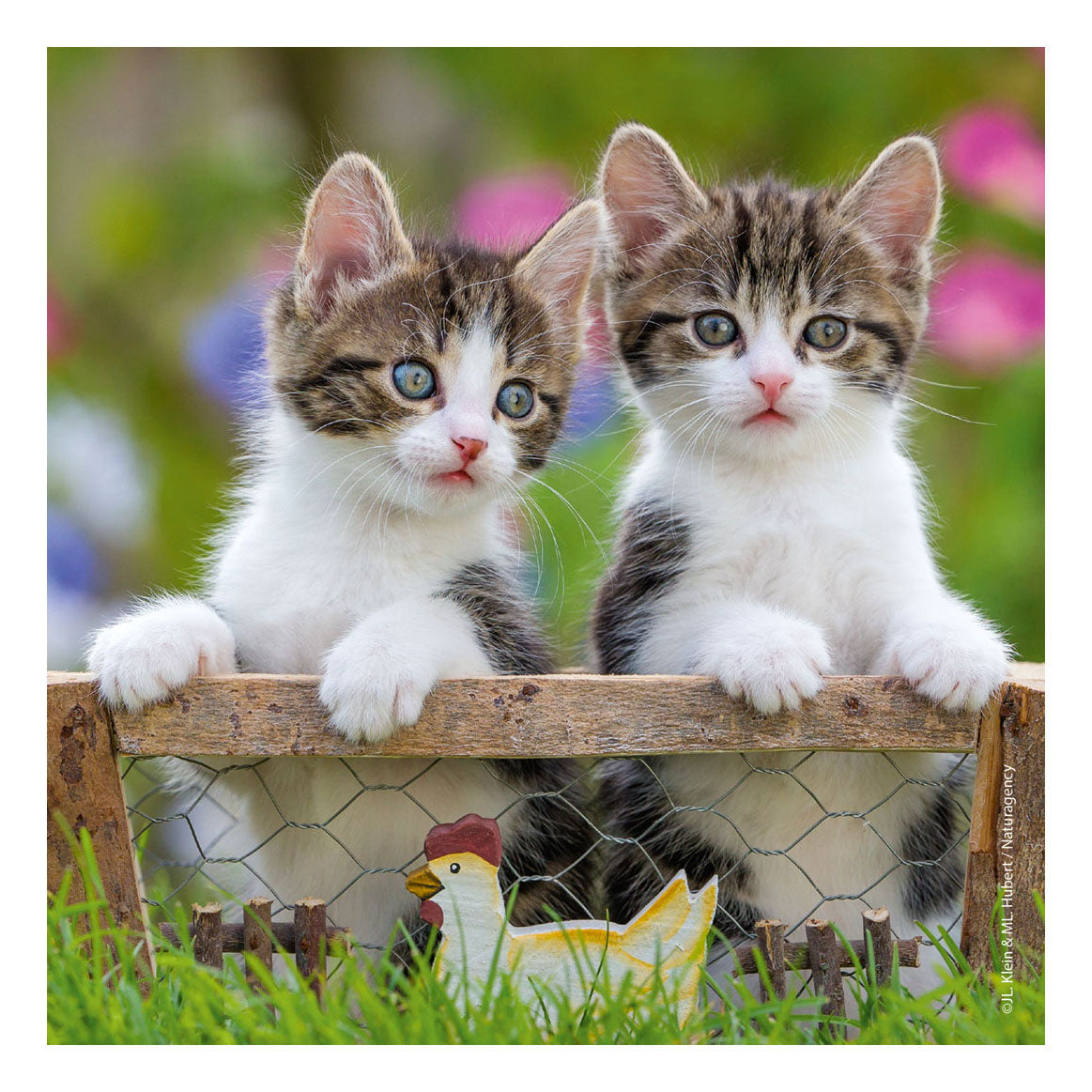 Ravensburger puslespil katte - 3x49 brikker - børnepuslespil